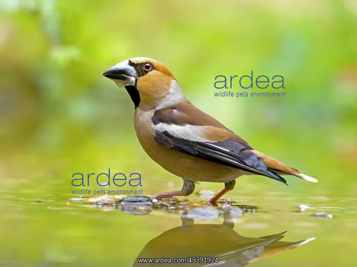 : Hawfinch (Coccothraustes coccothraustes) standing : Hawfinch (Coccothraustes coccothraustes) standing