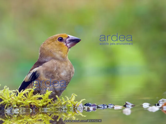 : Hawfinch (Coccothraustes coccothraustes) standing : Hawfinch (Coccothraustes coccothraustes) standing