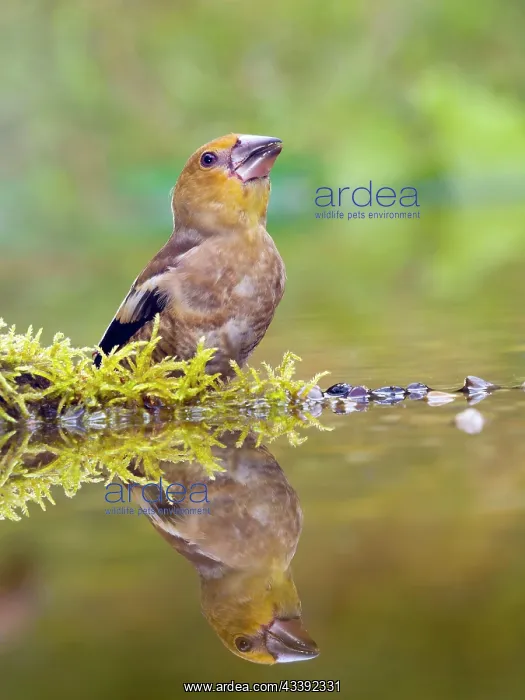 : Hawfinch (Coccothraustes coccothraustes) standing : Hawfinch (Coccothraustes coccothraustes) standing