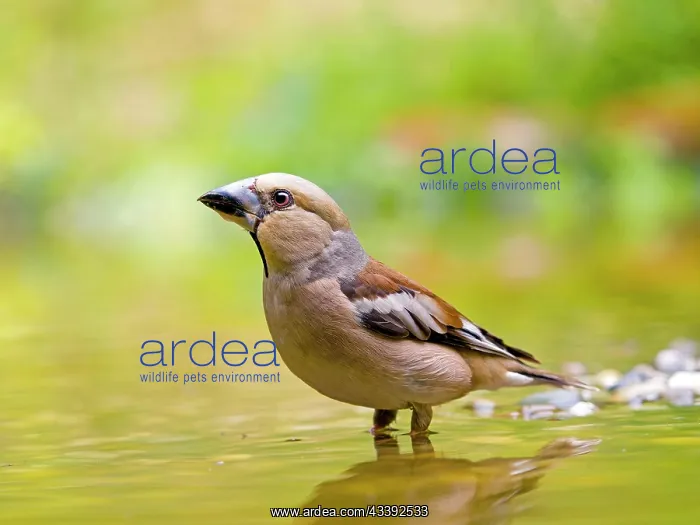 : Hawfinch (Coccothraustes coccothraustes) standing : Hawfinch (Coccothraustes coccothraustes) standing