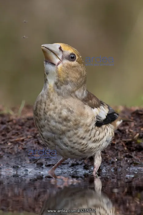 : Hawfinch (Coccothraustes coccothraustes) young : Hawfinch (Coccothraustes coccothraustes) young
