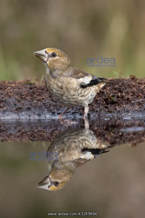 : Hawfinch (Coccothraustes coccothraustes) young : Hawfinch (Coccothraustes coccothraustes) young