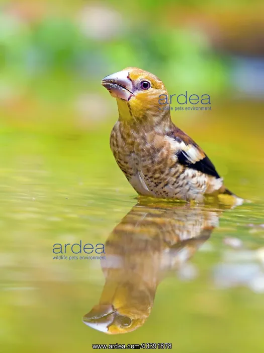 : Hawfinch (Coccothraustes coccothraustes), young : Hawfinch (Coccothraustes coccothraustes), young