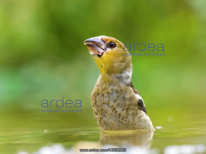: Hawfinch (Coccothraustes coccothraustes), young : Hawfinch (Coccothraustes coccothraustes), young