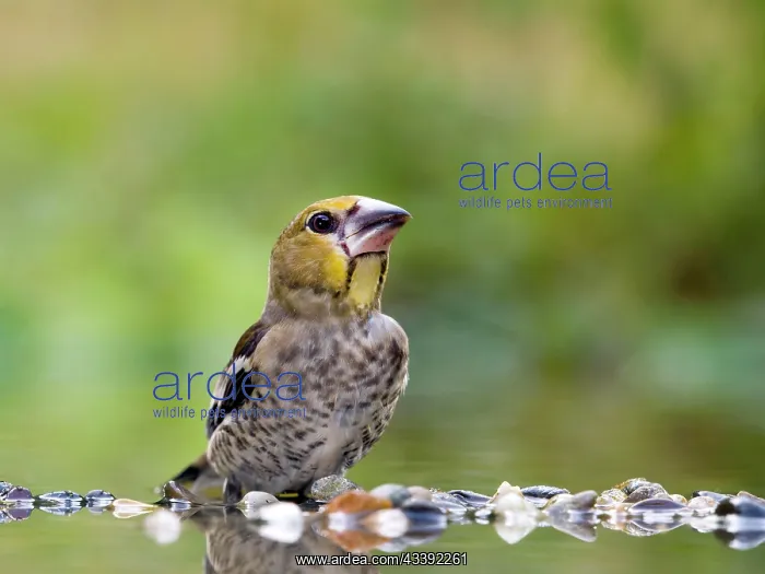 : Hawfinch (Coccothraustes coccothraustes), young : Hawfinch (Coccothraustes coccothraustes), young