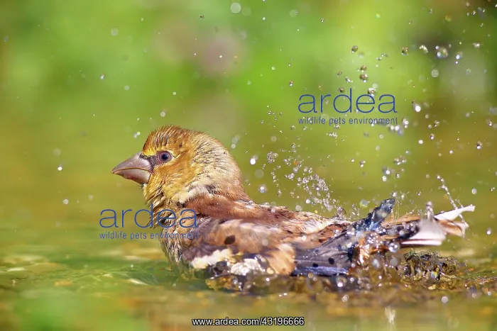 : Hawfinch (Coccothraustes coccothraustes) Young bird : Hawfinch (Coccothraustes coccothraustes) Young bird
