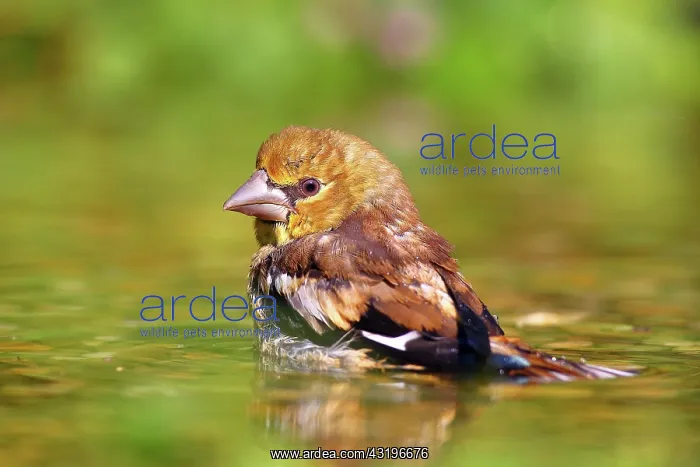 : Hawfinch (Coccothraustes coccothraustes) Young bird : Hawfinch (Coccothraustes coccothraustes) Young bird