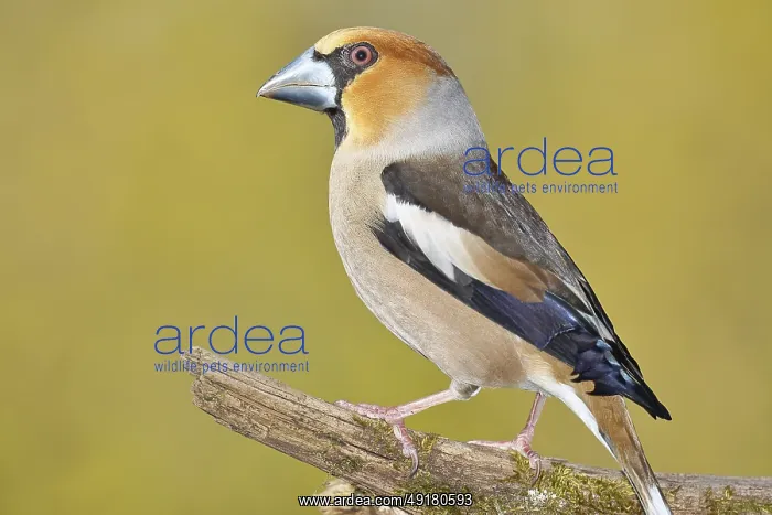 : Hawfinch (Coccothraustes coccothrautes) : Hawfinch (Coccothraustes coccothrautes)