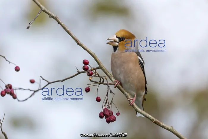 : Hawfinch - Cornwall - UK : Hawfinch - Cornwall - UK