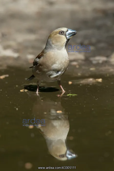 : Hawfinch - drinking female mirrored in water - Germany : Hawfinch - drinking female mirrored in water - Germany