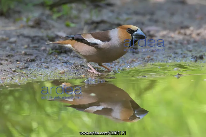 : Hawfinch - drinking male mirrored in water - Germany : Hawfinch - drinking male mirrored in water - Germany