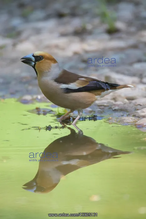 : Hawfinch - drinking male mirrored in water - Germany : Hawfinch - drinking male mirrored in water - Germany