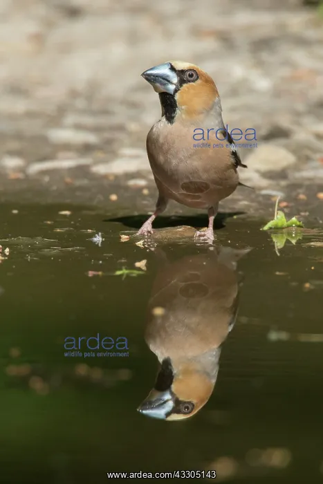 : Hawfinch - drinking male mirrored in water - Germany : Hawfinch - drinking male mirrored in water - Germany