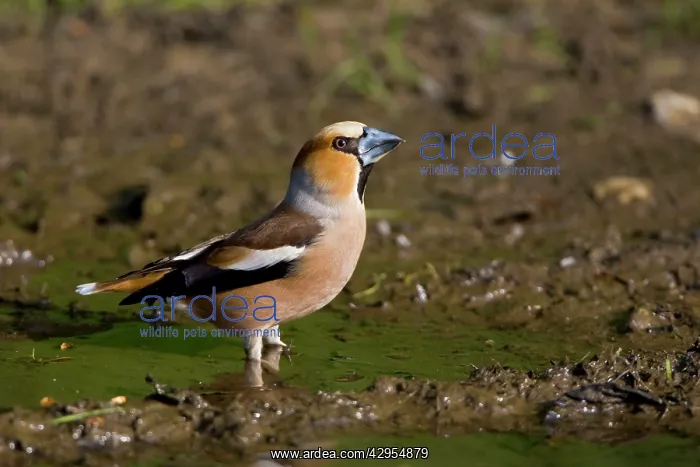 : Hawfinch - drinking from a puddle on a track way : Hawfinch - drinking from a puddle on a track way