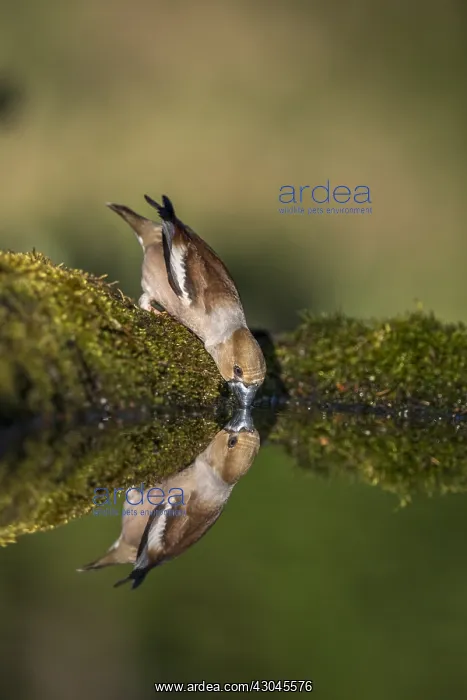 : Hawfinch - Female - Cornwall - UK : Hawfinch - Female - Cornwall - UK