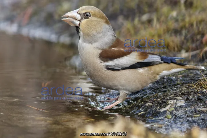: Hawfinch - female drinking - Castilla Leon, Spain : Hawfinch - female drinking - Castilla Leon, Spain
