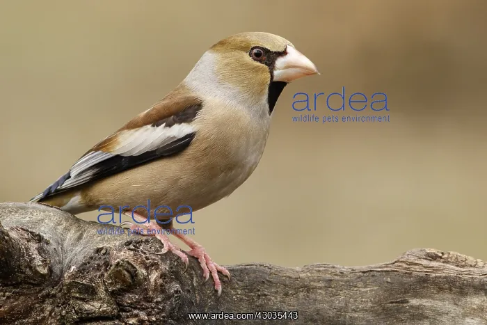 : Hawfinch - female perched - Castilla Leon, Spain : Hawfinch - female perched - Castilla Leon, Spain