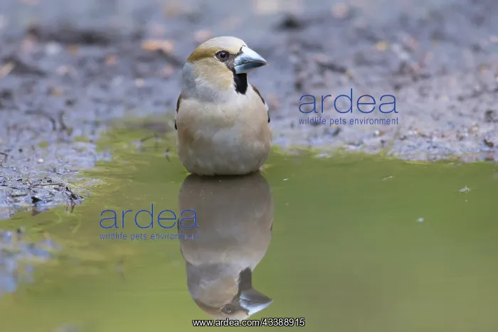 : Hawfinch female water : Hawfinch female water