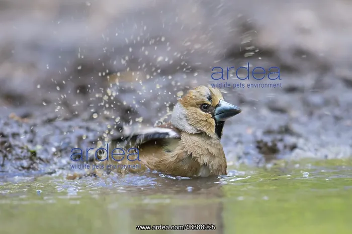 : Hawfinch female water : Hawfinch female water