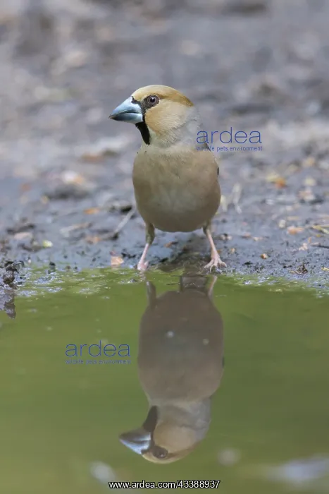: Hawfinch female water : Hawfinch female water