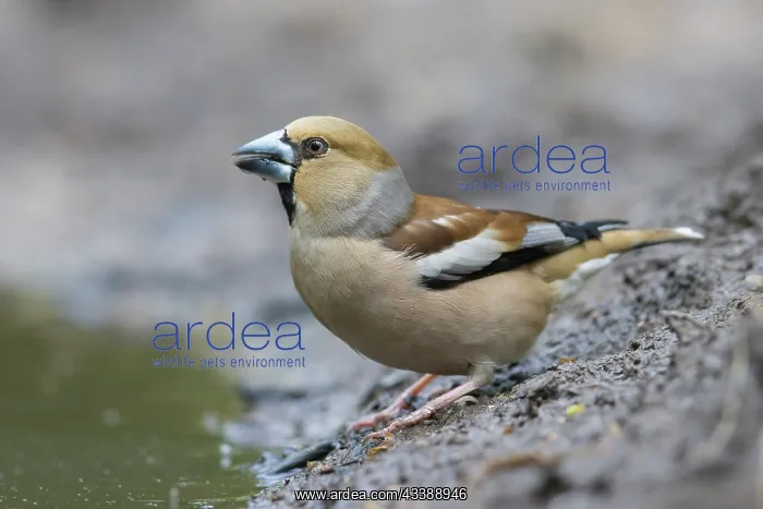 : Hawfinch female water : Hawfinch female water