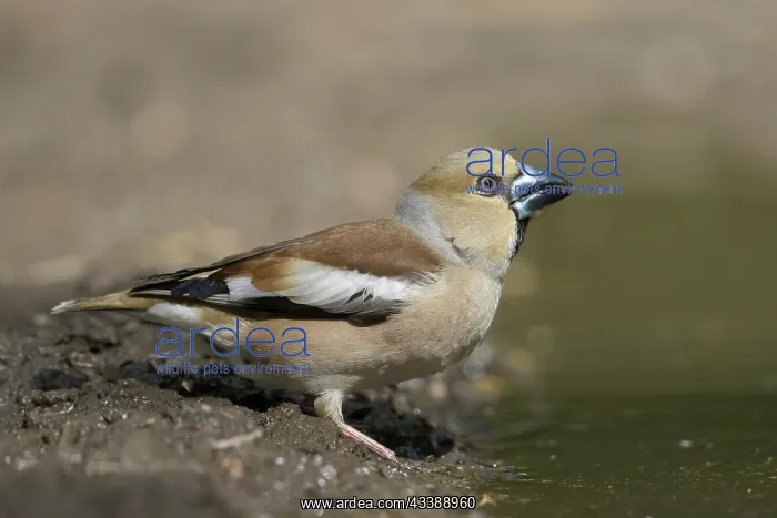: Hawfinch female water : Hawfinch female water
