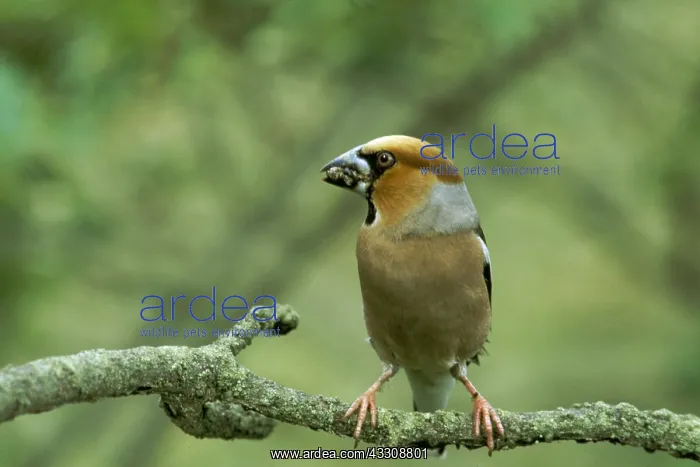 : HAWFINCH - Food In Beak : HAWFINCH - Food In Beak