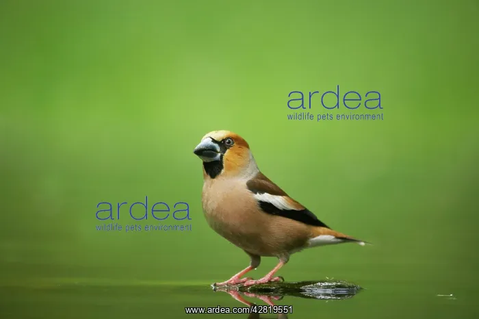  : Hawfinch - At forest pool