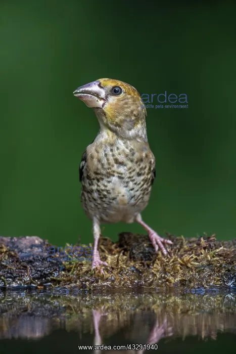  : Hawfinch - Juvenile - At Pool - Hungary