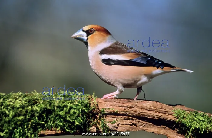 : HAWFINCH - Male : HAWFINCH - Male