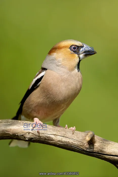 : Hawfinch male : Hawfinch male