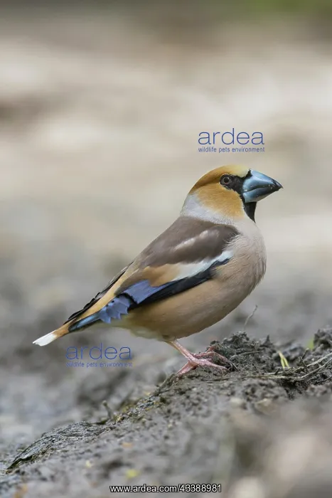: Hawfinch male : Hawfinch male