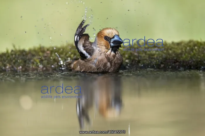 : Hawfinch - Male - Bathing - Cornwall - UK : Hawfinch - Male - Bathing - Cornwall - UK