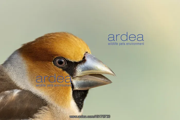  : Hawfinch male (Coccothraustes coccothraustes)