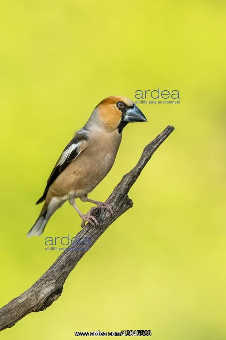 : Hawfinch - Male - Cornwall - UK : Hawfinch - Male - Cornwall - UK