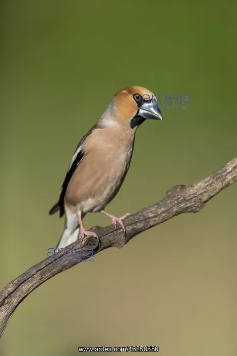 : Hawfinch - Male - Cornwall - UK : Hawfinch - Male - Cornwall - UK