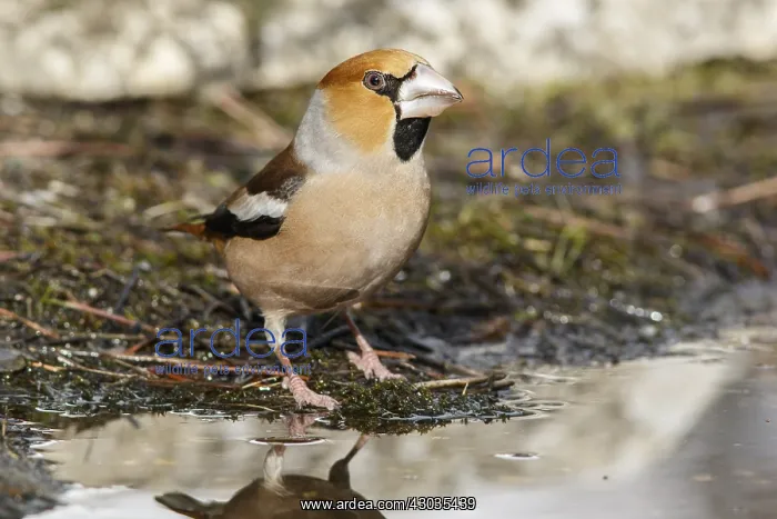 : Hawfinch - male drinking - Castilla Leon, Spain : Hawfinch - male drinking - Castilla Leon, Spain