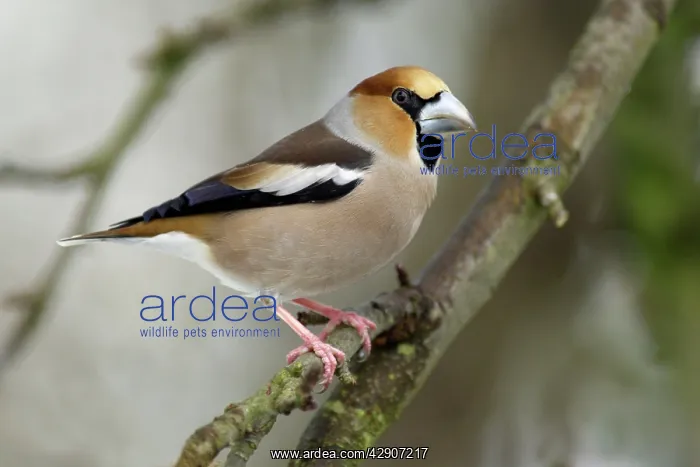 : Hawfinch - Male in garden searching for food in winter : Hawfinch - Male in garden searching for food in winter