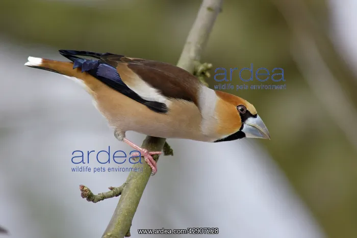 : Hawfinch - Male in garden searching for food in winter : Hawfinch - Male in garden searching for food in winter