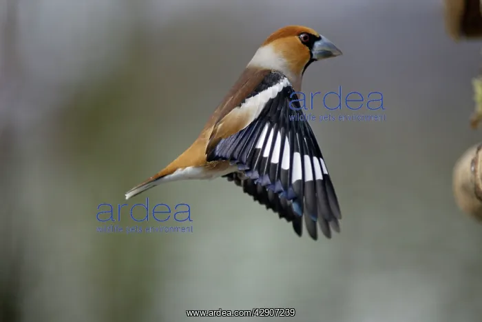 : Hawfinch - Male landing at bird table, winter : Hawfinch - Male landing at bird table, winter