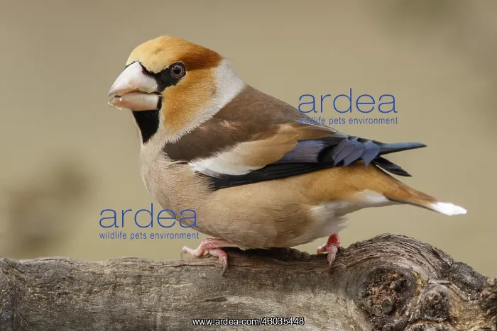 : Hawfinch - male perched - Castilla Leon, Spain : Hawfinch - male perched - Castilla Leon, Spain
