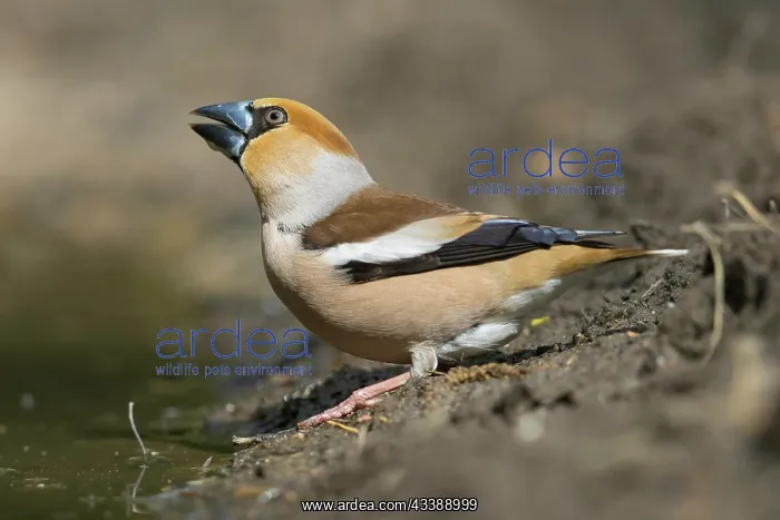 : Hawfinch male water : Hawfinch male water