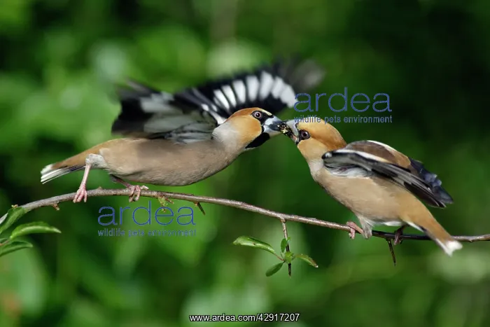 : Hawfinch - pair courtship displaying on branch : Hawfinch - pair courtship displaying on branch