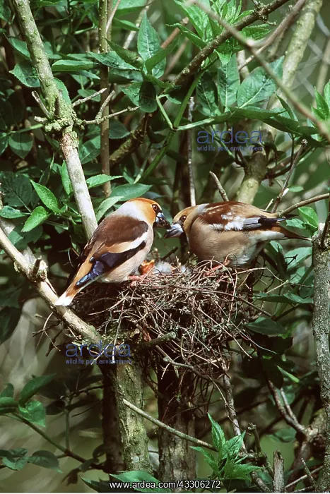 : HAWFINCH PAIR - at nest, with chicks : HAWFINCH PAIR - at nest, with chicks