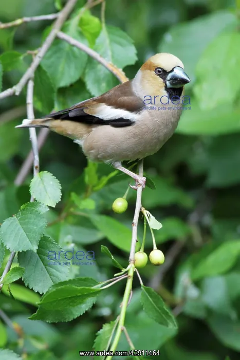 : Hawfinch - perched in cherry tree : Hawfinch - perched in cherry tree