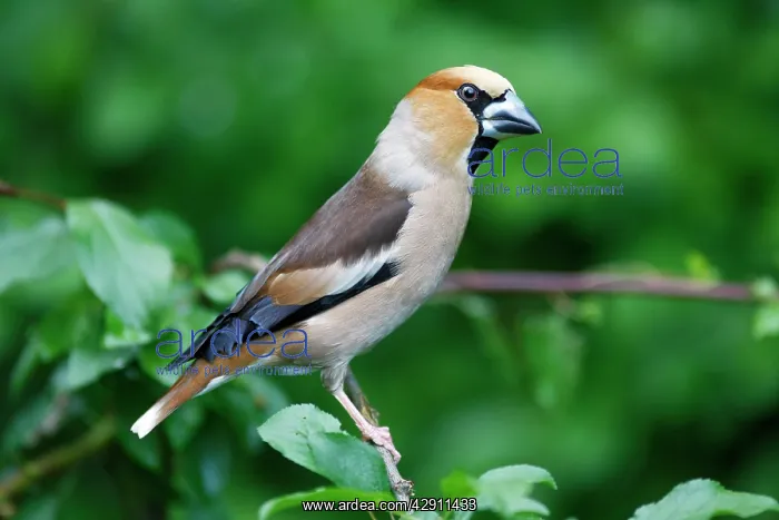 : Hawfinch, portrait : Hawfinch, portrait