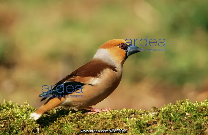 : HAWFINCH - side profile : HAWFINCH - side profile