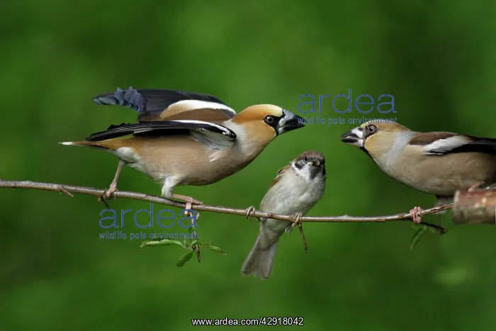 : Hawfinch and Tree Sparrow (Passer montanus), fighting : Hawfinch and Tree Sparrow (Passer montanus), fighting