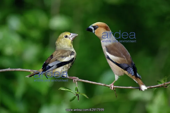 : Hawfinch - young bird with adult : Hawfinch - young bird with adult