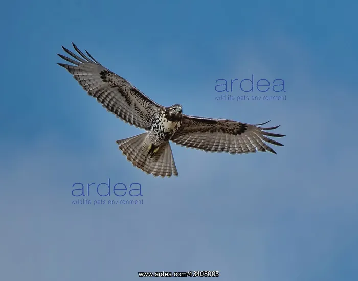 : Hawk flying overhead : Hawk flying overhead
